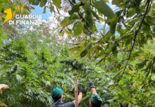 Guardia di Finanza, sequestrate 19 piantagioni di cannabis: 5.550 piante per oltre 8,3 milioni di euro