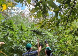 Guardia di Finanza, sequestrate 19 piantagioni di cannabis: 5.550 piante per oltre 8,3 milioni di euro