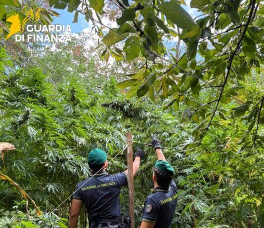 Guardia di Finanza, sequestrate 19 piantagioni di cannabis: 5.550 piante per oltre 8,3 milioni di euro