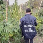 Guardia di Finanza sequestra una piantagione di cannabis