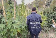 Guardia di Finanza sequestra una piantagione di cannabis