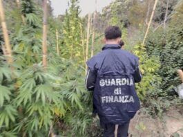 Guardia di Finanza sequestra una piantagione di cannabis
