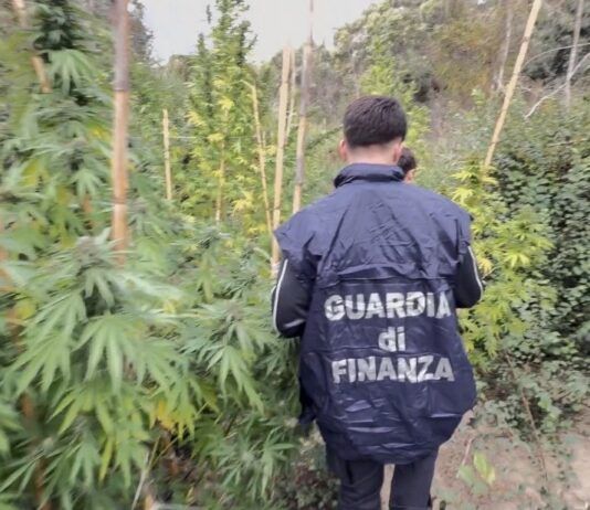 Guardia di Finanza sequestra una piantagione di cannabis