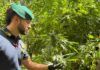 Scoperte dieci piantagioni di marijuana, individuate oltre 4500 piante