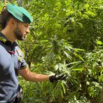 Scoperte dieci piantagioni di marijuana, individuate oltre 4500 piante