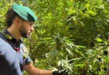 Scoperte dieci piantagioni di marijuana, individuate oltre 4500 piante