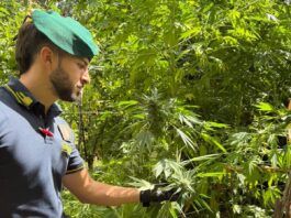 Scoperte dieci piantagioni di marijuana, individuate oltre 4500 piante