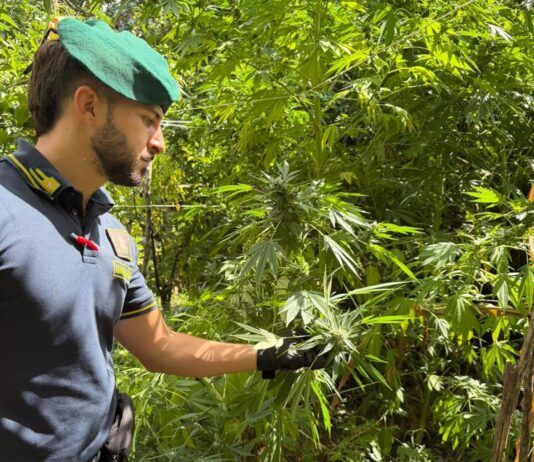Scoperte dieci piantagioni di marijuana, individuate oltre 4500 piante