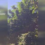 Coltivava canapa indiana nel giardino: denunciato un 50enne