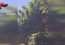 Coltivava canapa indiana nel giardino: denunciato un 50enne