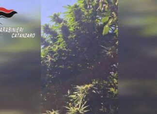 Coltivava canapa indiana nel giardino: denunciato un 50enne