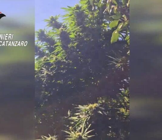 Coltivava canapa indiana nel giardino: denunciato un 50enne