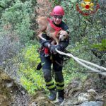 Cane bloccato in un dirupo – salvato dai Vigili del Fuoco