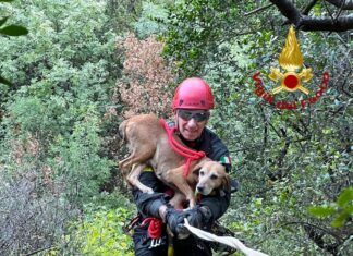 Cane bloccato in un dirupo – salvato dai Vigili del Fuoco