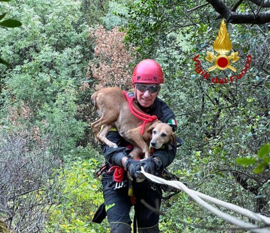 Cane bloccato in un dirupo – salvato dai Vigili del Fuoco