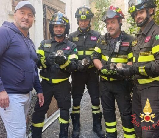 Vigili del Fuoco mettono in salvo quattro gattini bloccati in un sottoscala